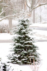 Christmas Tree in Highland Park